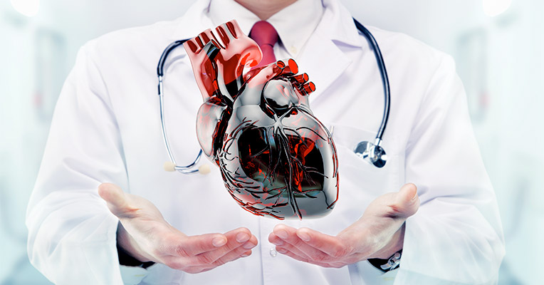Доктор показывает модель здорового сердца