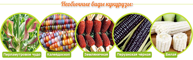 Необычные сорта кукурузы: Перламутровое чудо, Калейдоскоп, Земляничная, Перуанская чёрная, Белая