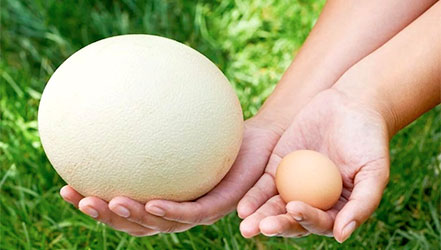 Сравнение куриного и страусиного яйца
