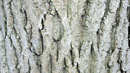 Кора дерева грецкого ореха