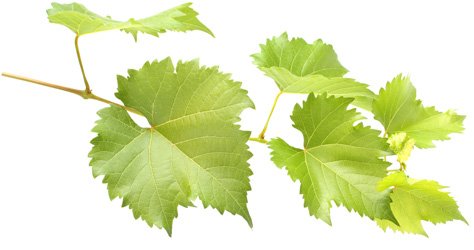 http://edaplus.info/food_pictures/grape_leaves.jpg