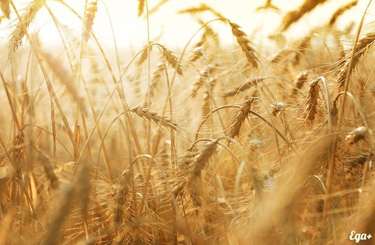 В Беларуси собрали более 3 млн тонн зерна