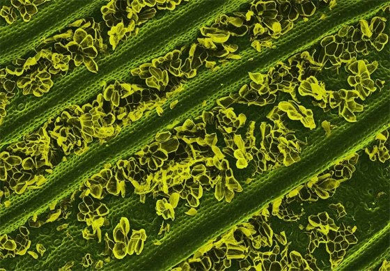 Лист ананаса под микроскопом