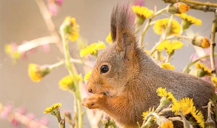 coltsfoot squirrel