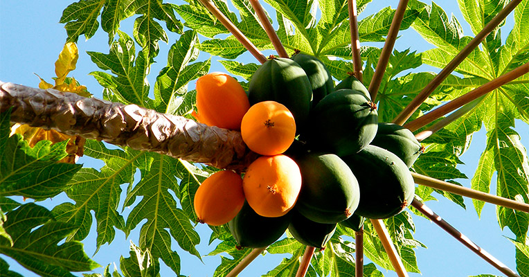 Плод папайи на дереве
