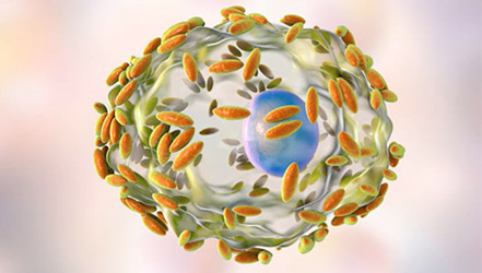 Эпителиальная клетка покрыта бактерий Gardnerella vaginalis