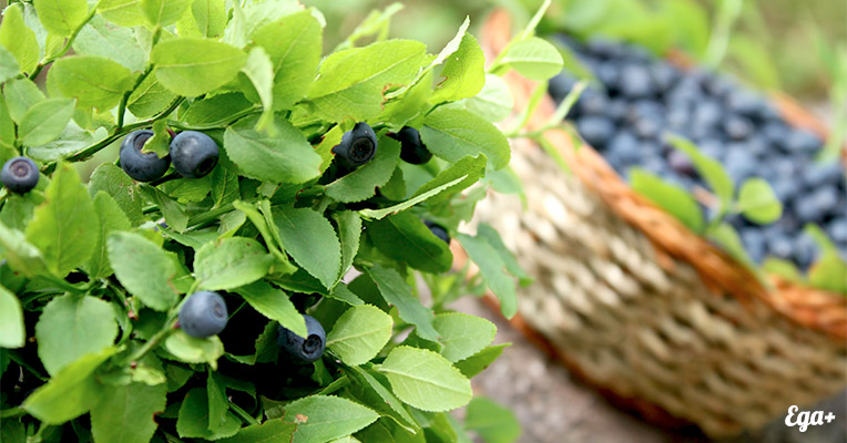 food for brain blueberries