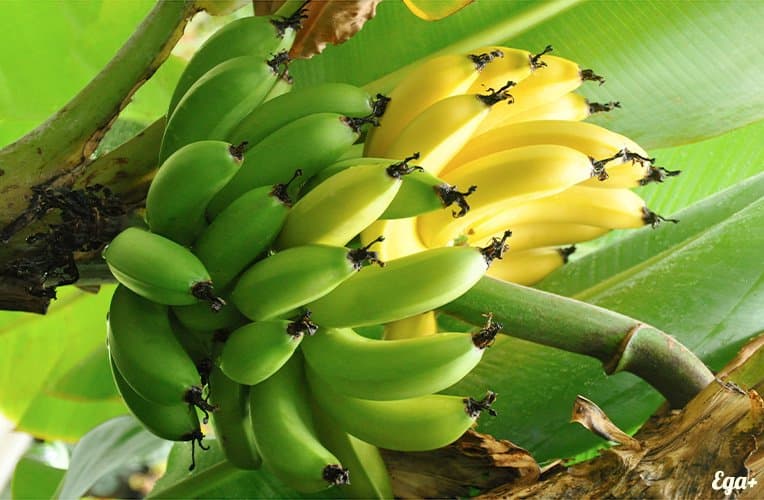 Бананы на дереве