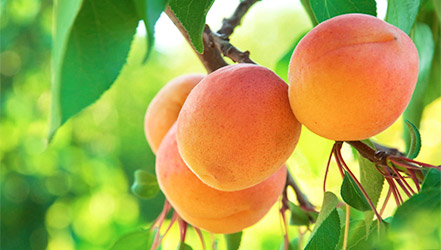 Спелые абрикосы на дереве
