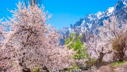 apricots bloom hunza valley
