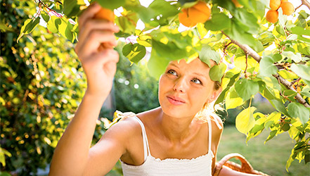 Девушка собирает абрикосы с дерева