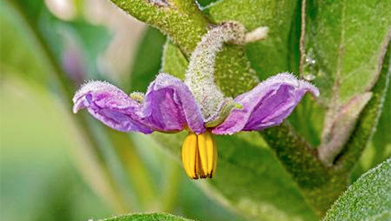 aubergine flower