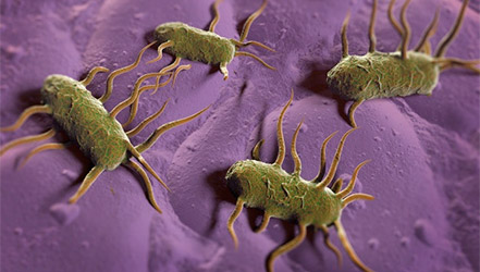 Бактерии Listeria monocytogenes