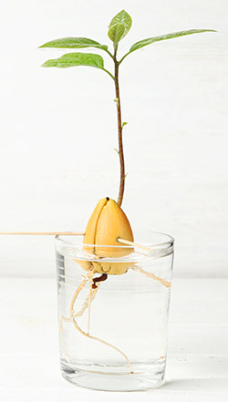 Росток авокадо из косточки в стакане