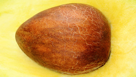 Косточка авокадо крупно