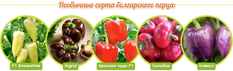 Необычные сорта болгарского перца: Snowwhite, Ingrid, Красное чудо, Колобок, Клякса