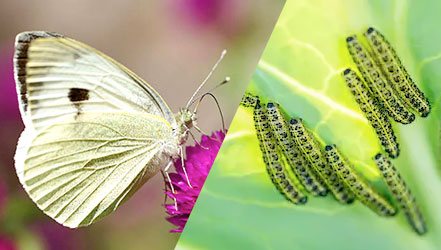 Бабочка капустница и гцсеницы