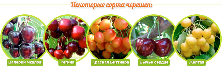 cherries variety
