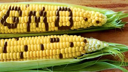 Кукуруза – полезные свойства, состав и противопоказания