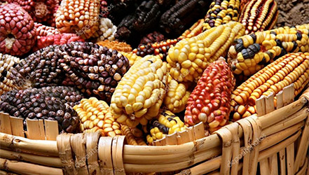 Разноцветная кукуруза: красная, черная, полосатая