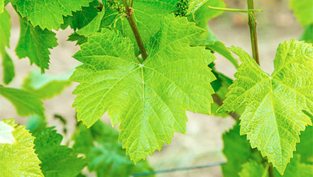 Виноградные листья крупно