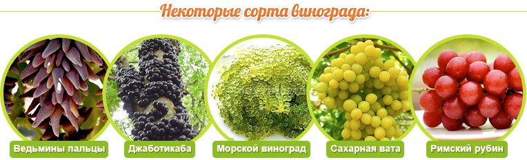 Сорта винограда: Ведьмины пальцы, Джаботикаба, Морской виноград, Сахарная вата, Римский рубин