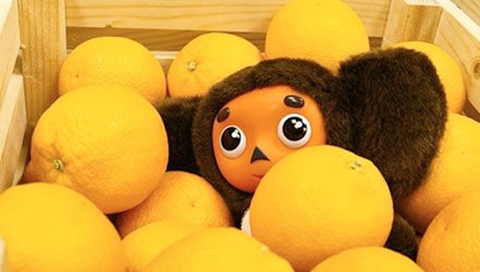 Чебурашка в апельсинах