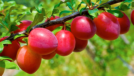 plum red