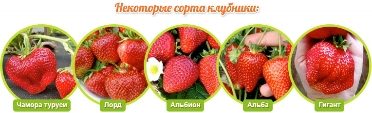 strawberry variety