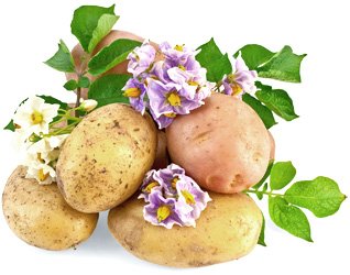 какая польза в картофеле