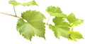 Виноградные листья