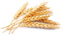 Пшеница цельная