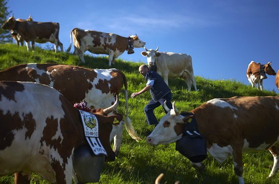 Фермер Жакьез Мьюрит собирает своих коров перед тем, как отправить их на пастбище