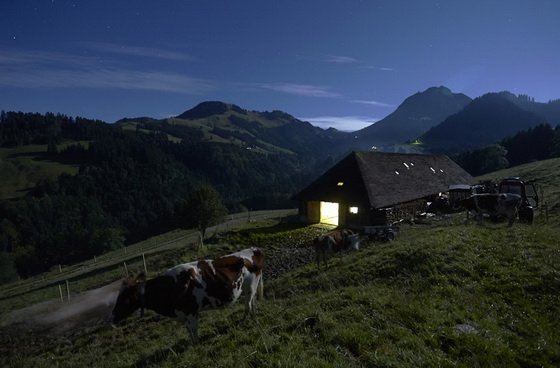 Коровы после утренней дойки во время полной луны