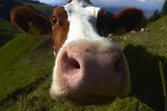 Любопытная корова желает всем приятного аппетита!