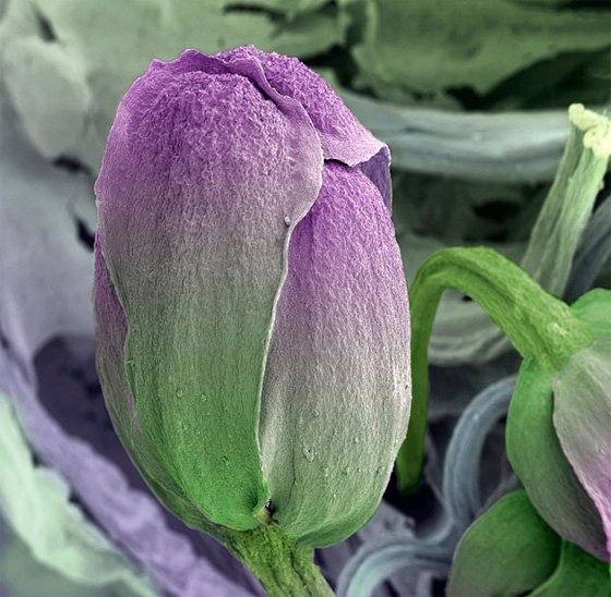 Цветок брокколи под микроскопом