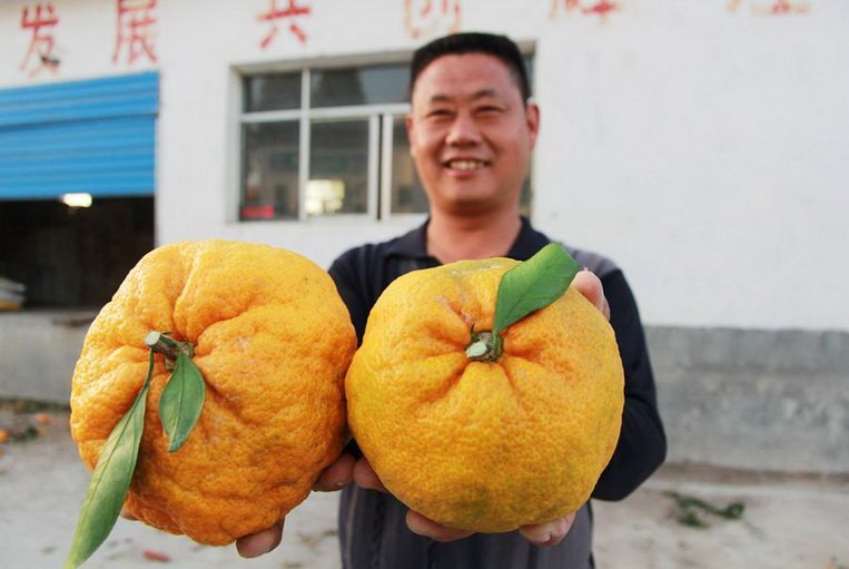 Самые большие апельсины