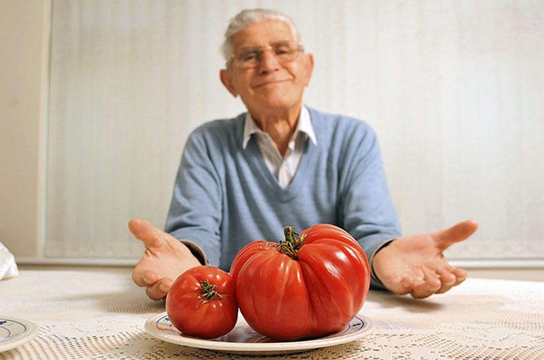 Самый большой томат