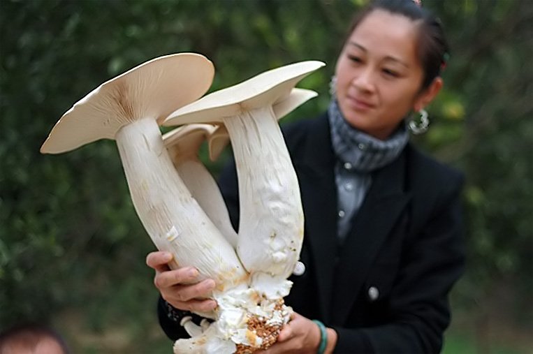Огромные грибы