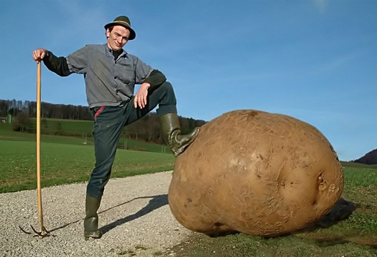 Самый большой картофель