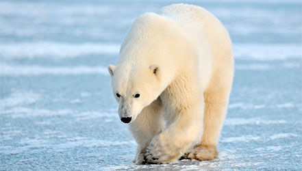 Белый медведь - рекордсмен по наличию витамина А в печени