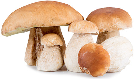 Белые грибы на белом фоне